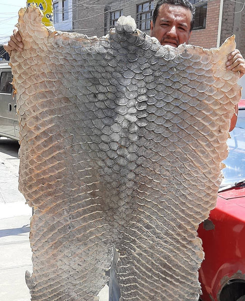 Genuine Mahi Mahi Fish Leather Wallets