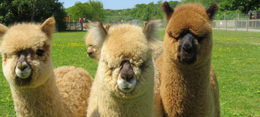 Why We Source our Alpaca Clothing from Peru