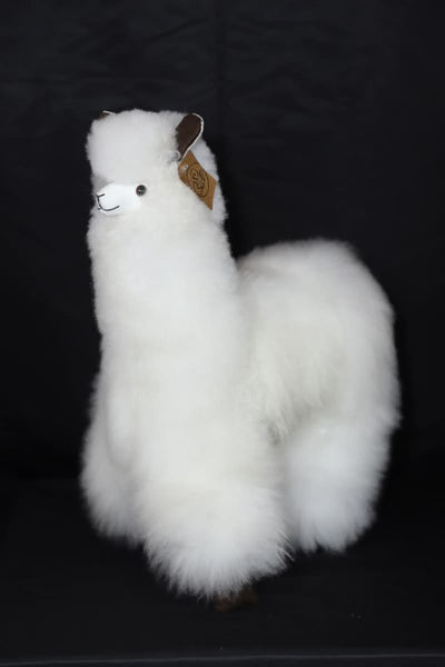 Alpaca
